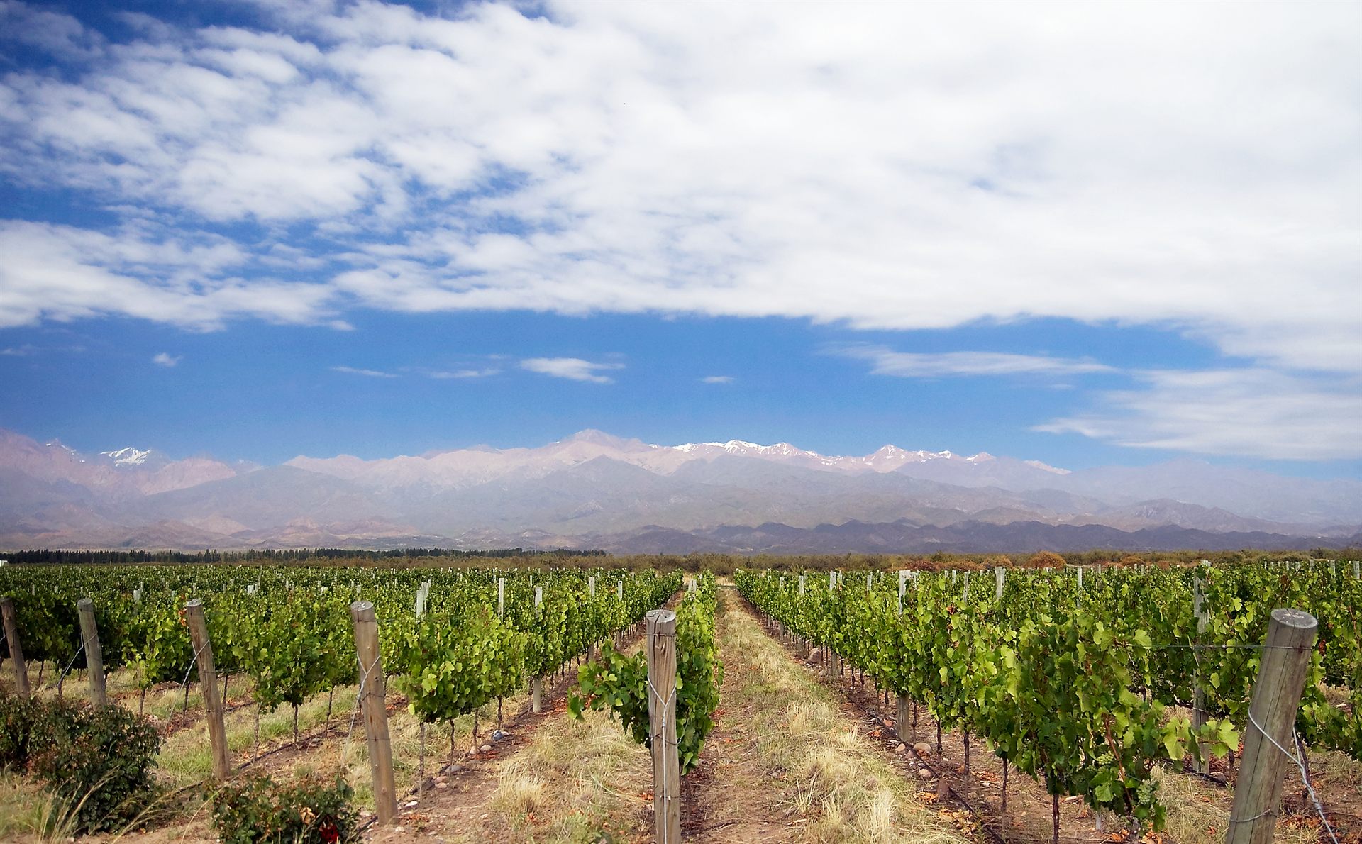 Mendoza vino Malbec Argentina