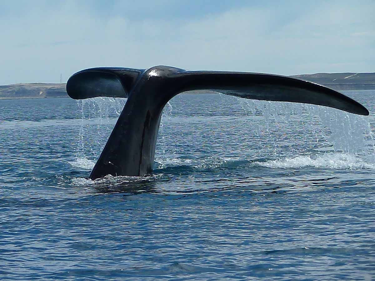 Ballenas en Península Valdés Argentina