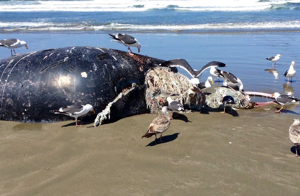 Ballenas y osos