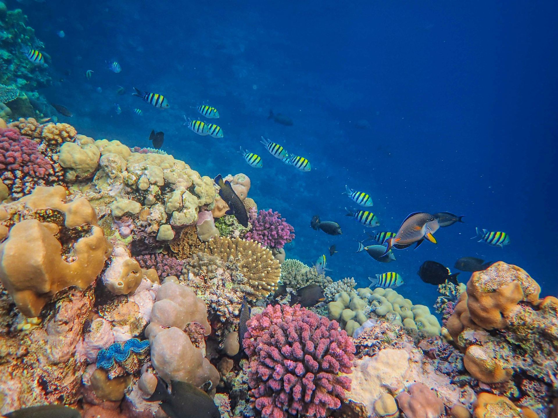 Mar Rojo snorkel