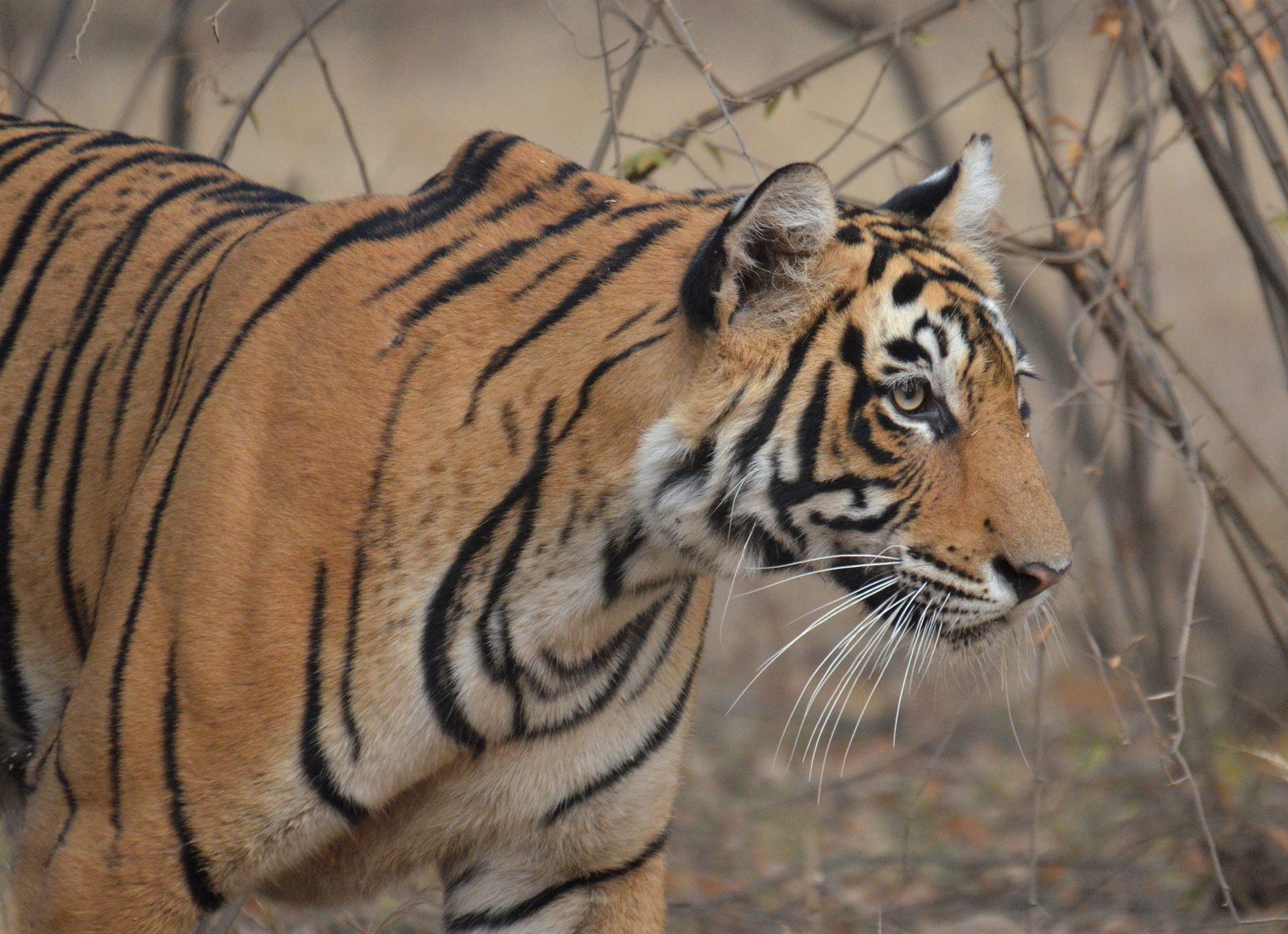 Tigre de Bengala parque nacional India