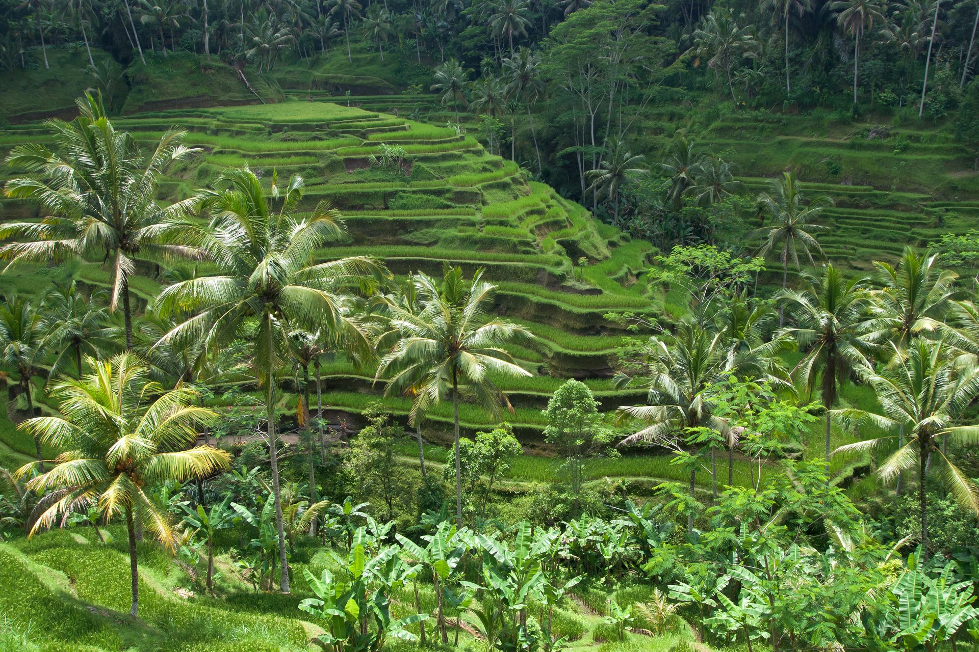 Arrozales en terrazas de Tegallalang Bali