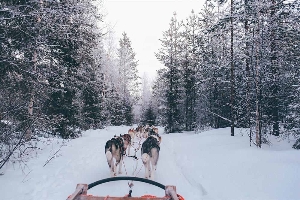Trineo de huskies en Laponia