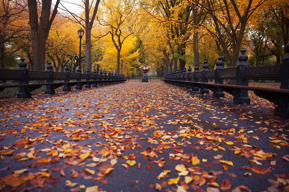 Central Park en otoño