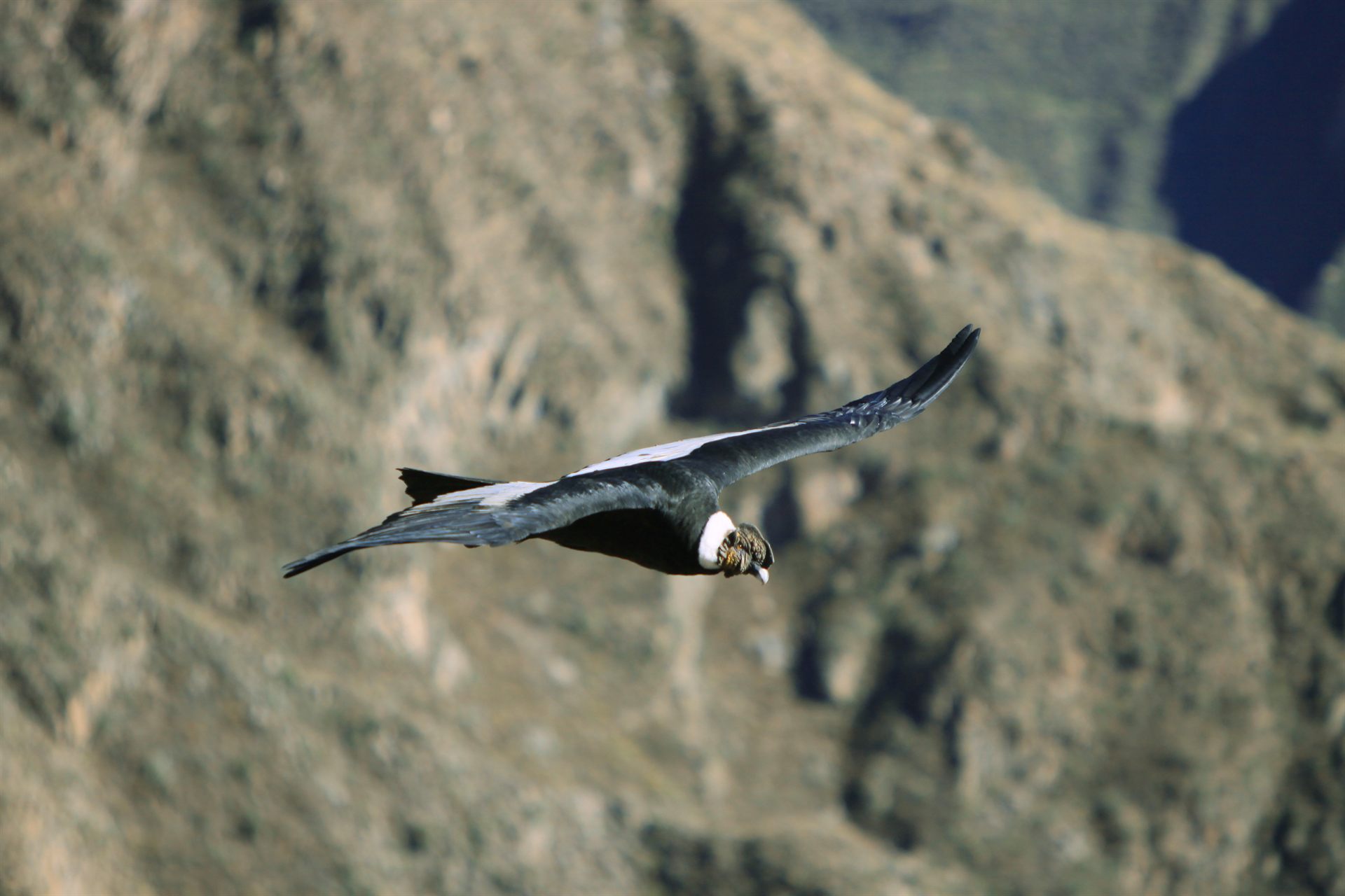 Cañón del Colca con cóndores