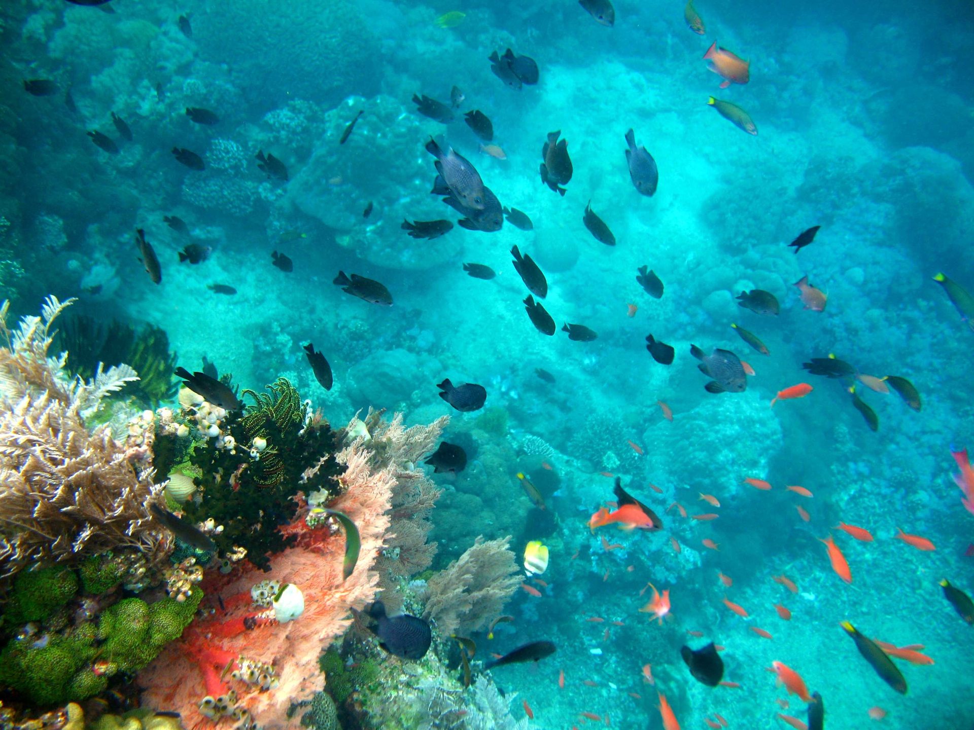 Buceo en el golfo de Tailandia